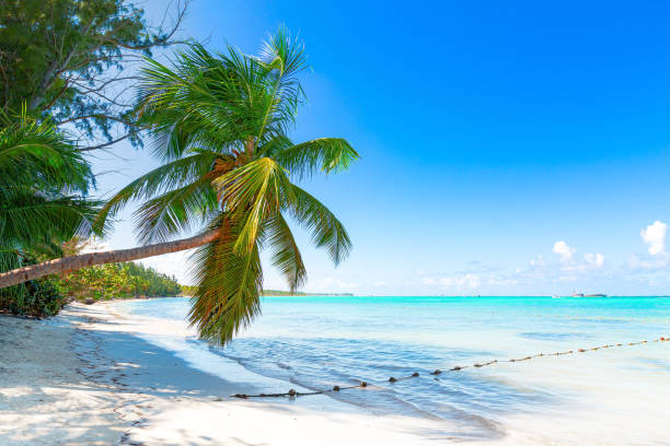 istock Coconut palm tree at sunny day with calm ocean and sandy beach 1436249294