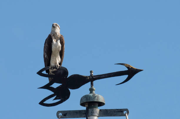 istock An osprey uses a wind sock as a lookout. 1436251368