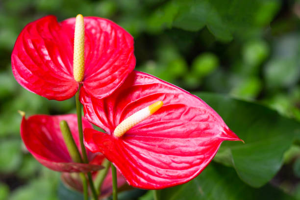 istock Flamingo flower or pigtail anthurium 1436252255