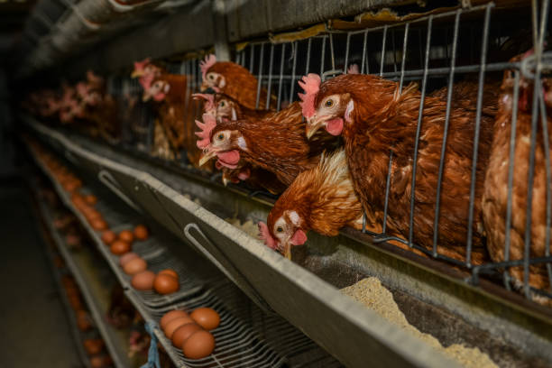 istock Factory chicken egg production. Red chickens are seated in special cages. Linear perspective. Agribusiness company. 1436252327
