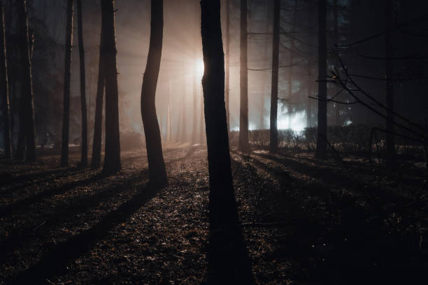 istock City park at night in fog 1436253383