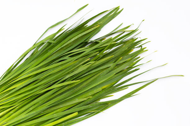 istock Fresh Chinese Chive leaves on white background. 1436253574
