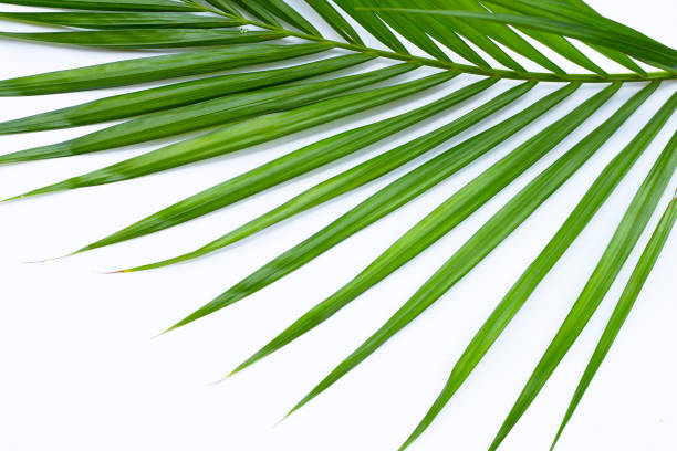istock Green leaves of palm tree on white background. 1436253677