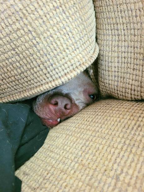 istock Silly dog hiding in couch 1436257140