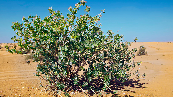 Bush in a desert under the sun