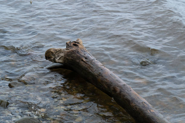 istock Driftwood on the shore of a lake 1436261848