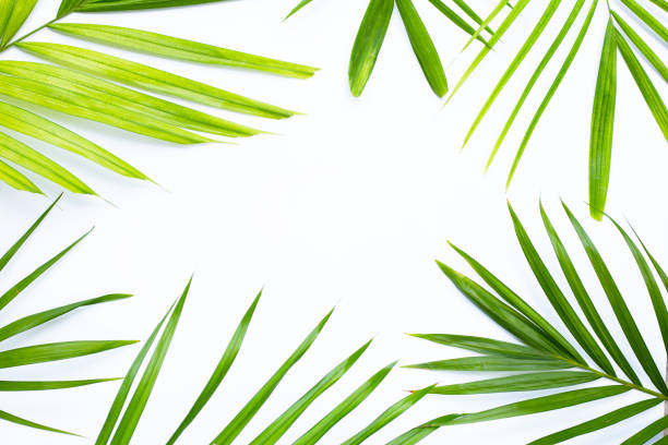 istock Green leaves of palm tree on white background. 1436263392