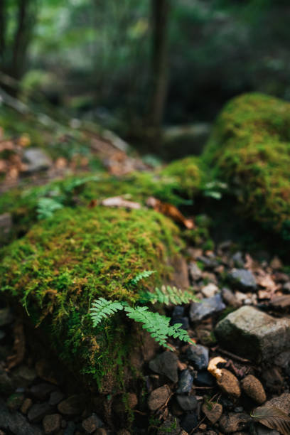 istock Japanese rock garden 1436263410