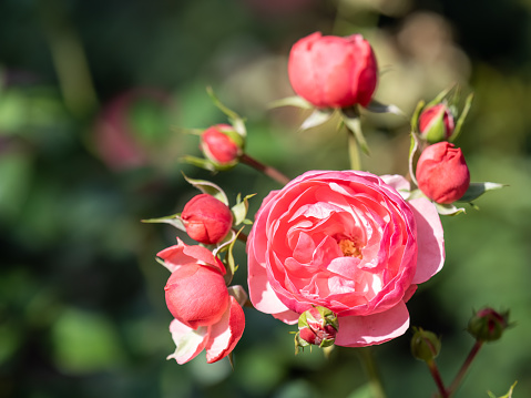 Camellia with green leaves