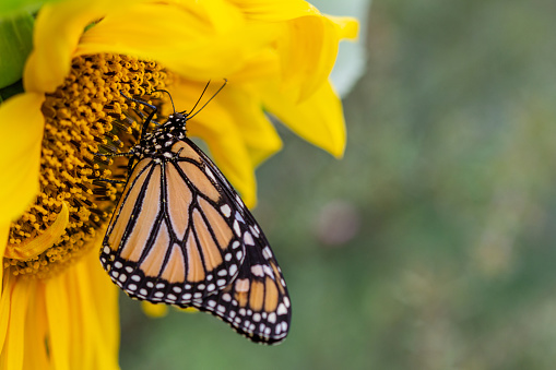 Close Up of Monarch Butterfly getting Nectar from Golden Flower with Selective Focus Horizontal with Copy  space