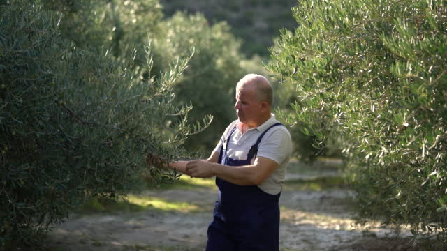 Mature farmer men picking ripe olives from olive tree