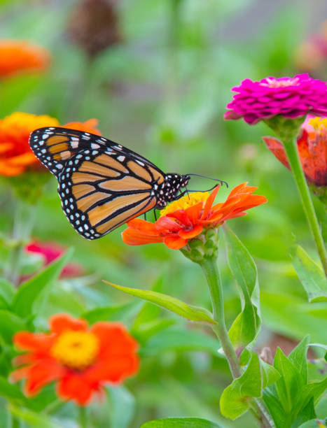 istock Butterfly-orange flower-Howard County Indiana 1436267973