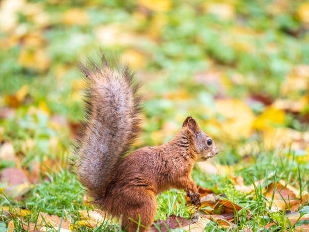 istock Squirrel in autumn hides nuts on the green grass with fallen yellow leaves 1436268138