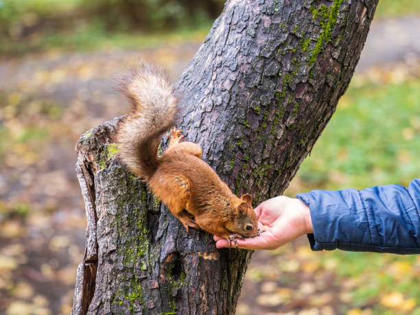 istock The boy feeds a squirrel with nuts from a hand in the wood 1436268143