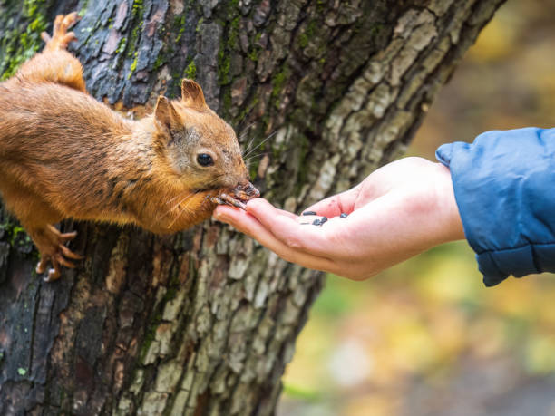 The boy feeds a squirrel with nuts from a hand in the wood