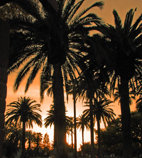 Palm Trees at sundown- Riverside, California