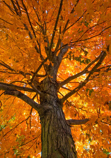 istock Sugar Maple Tree in full fall color-Howard County, Indiana 1436268730