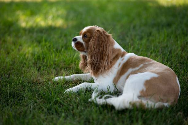 istock Cute Cavalier King Charles Spaniel dog sitting on the grass with its head up 1436268915