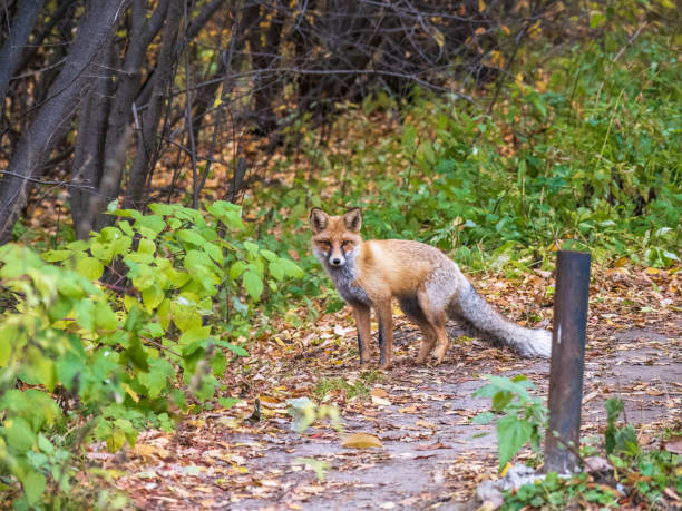 istock The red fox Vulpes vulpes walks along a path in the forest. 1436268954