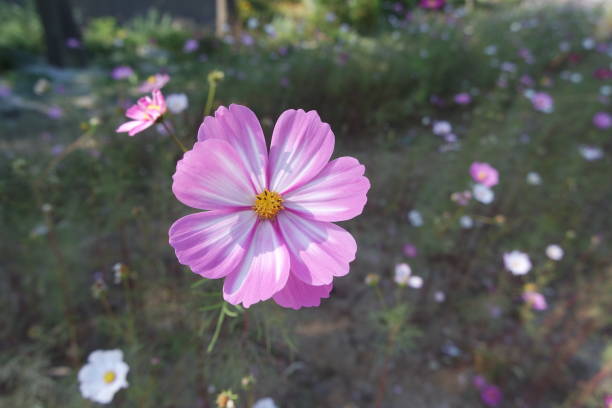 istock A Blooming Pink Cosmos Flower In Field Background 1436270463