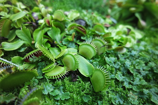 Venus Flytrap Dionaea Muscipula Carnivorous Plant