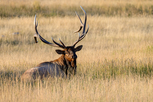 A large bull male elk (wapiti) laying in a grassy area looking towards you. This bull elk was photographed in jasper national park in the autumn (fall) rutting season of the elk. The elk is one of the large members of the deer (Cervidae) family