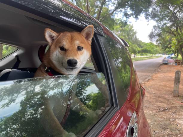 istock Go travel with dog 1436272380