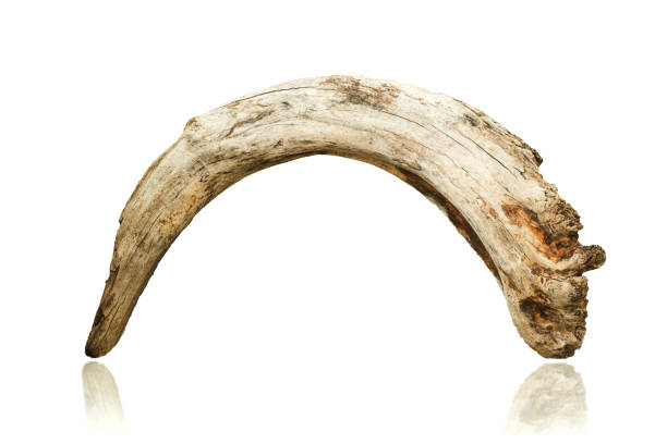 istock artistic driftwood dry tree trunk, isolated 1436272400