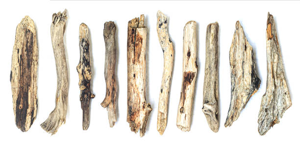 istock driftwood dry dead tree wood set, for art objects and decor 1436272417