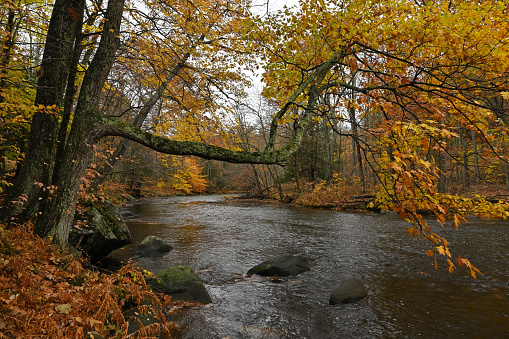 Image of View from hiking trail of 180 degree twisting river in late fall