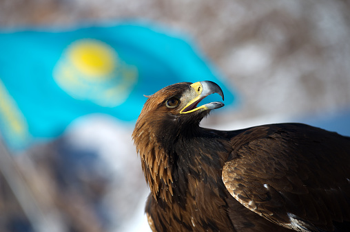 Golden eagle on the background of the flag of the Republic of Kazakhstan