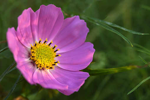 A flower of a cosmos up close dappled with late afternoon sunshine