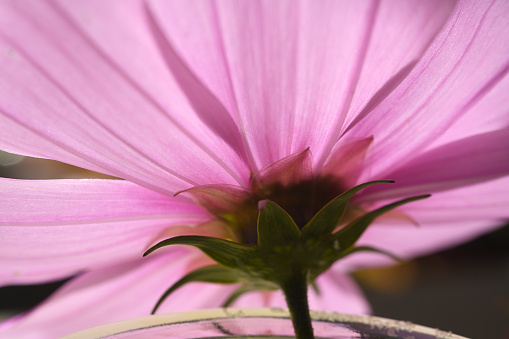 Echinacea purpurea blooming cone flower, pink healing herb