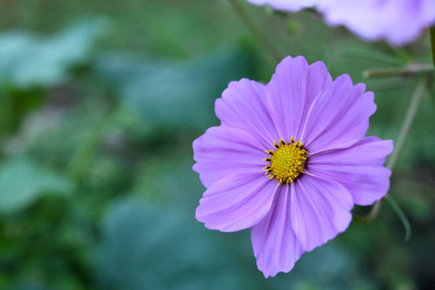 A flower of a cosmos up close .