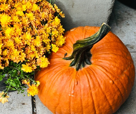 A potted yellow chrysanthemum plant sits next to a large orange pumpkin on concrete outside an apartment building in Hoboken, New Jersey during autumn.