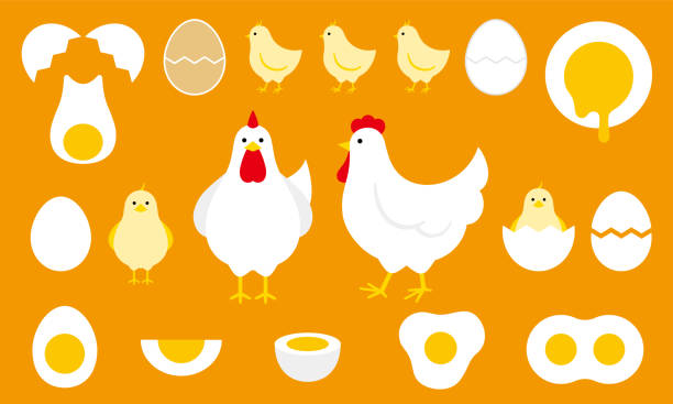 ilustraciones, imágenes clip art, dibujos animados e iconos de stock de imágenes prediseñadas de huevo y gallina - soft boiled