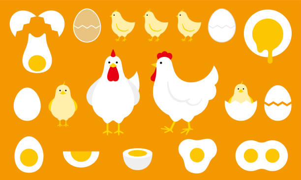 клипарт курицы и яйца - домашние куры stock illustrations