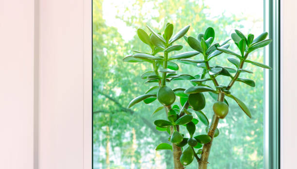 istock Home succulent plant (Crassula ovata) against a window. Home gardening and decor. Copy space. 1436280934