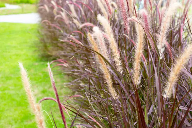 Fountain grass or pennisetum alopecuroides