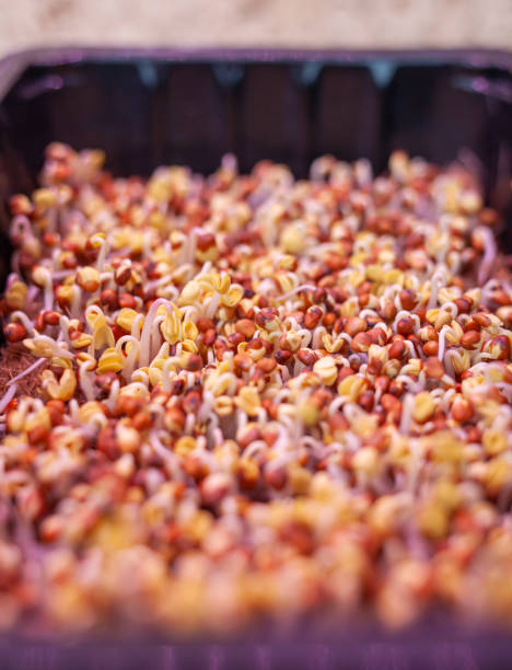 istock Purple micro-green radish sprouts in a tray or container. 1436285201
