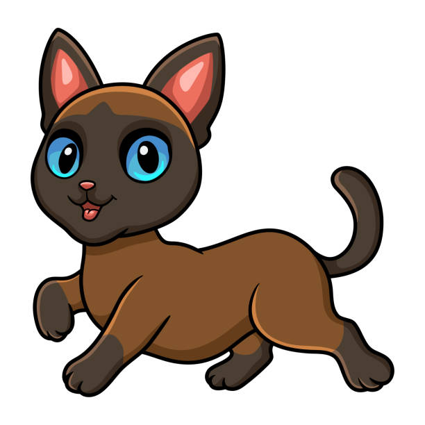 ilustrações de stock, clip art, desenhos animados e ícones de cute tonkinese cat cartoon walking - 6646