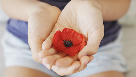 Hands holding red poppy flowers, remembrance day, Veterans day, lest we forget concept