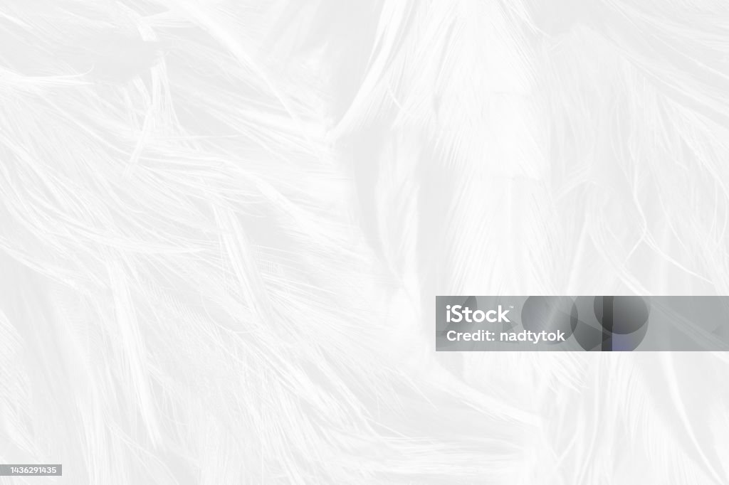 White Feature Texture Beautiful White Feather Wooly Pattern Texture Background Stock Photo ...