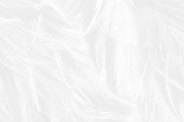 Beautiful white feather wooly pattern texture background Beautiful white feather wooly pattern texture background peacock feather drawing stock pictures, royalty-free photos & images