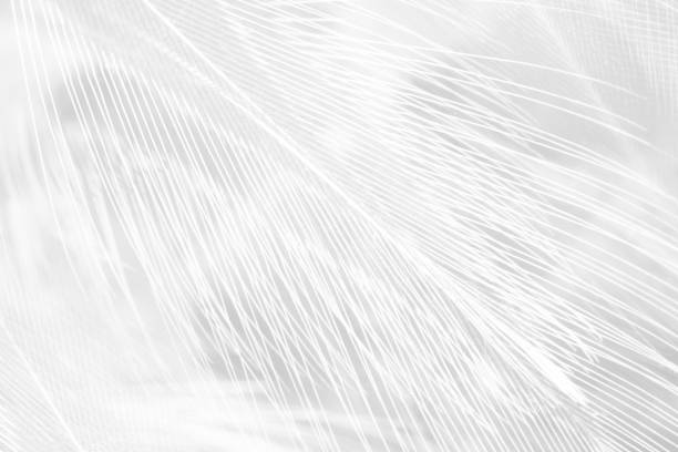 美しい白い羽毛のウールパターンテクスチャの背景 - softness wildlife horizontal black and white ストックフォトと画像