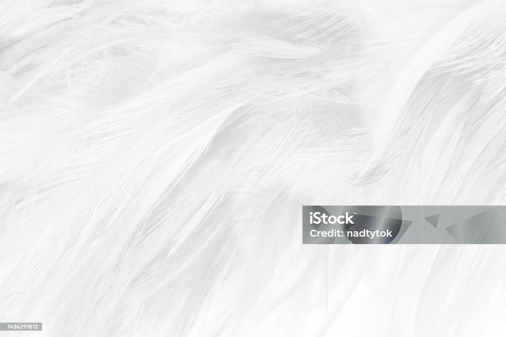 White Feature Texture White Feather Wooly Pattern Texture Background Stock Photo - Download ...