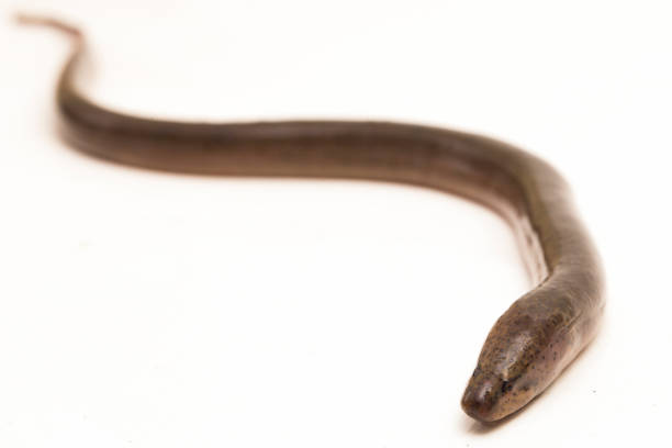 Asian swamp eel Monopterus albus isolated on white background