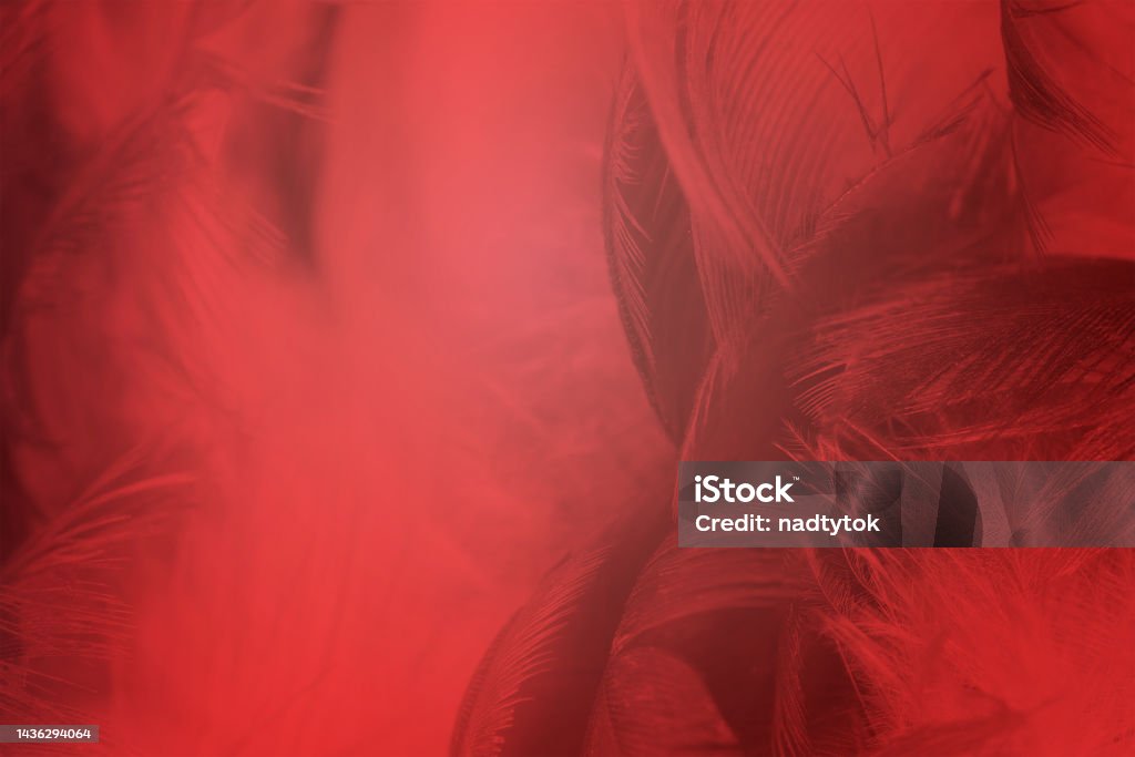 Feather Red Abstract Red Feather Pattern Texture Background Stock Photo - Download Image Now ...