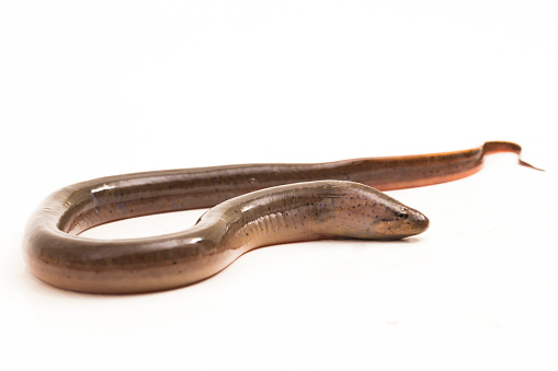 Asian swamp eel Monopterus albus isolated on white background