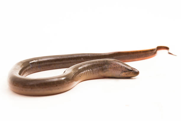 Asian swamp eel Monopterus albus  on white background Asian swamp eel Monopterus albus isolated on white background saltwater eel stock pictures, royalty-free photos & images